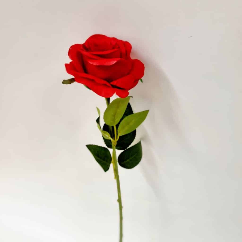 Tige rose rouge