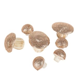 Mes 7 jolis champignons de 3.5 à 6.5cm