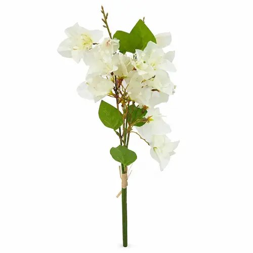 Tige bougainvillier – Image 1