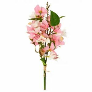 Tige bougainvillier