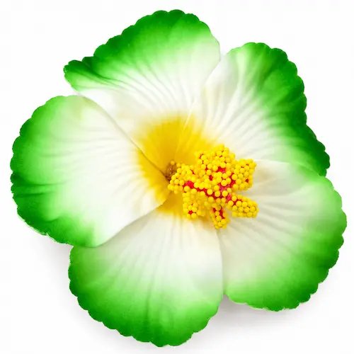 Hibiscus – Image 1