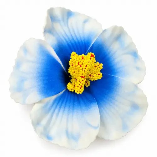 Hibiscus – Image 1