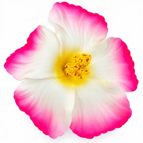 Hibiscus – Image 1